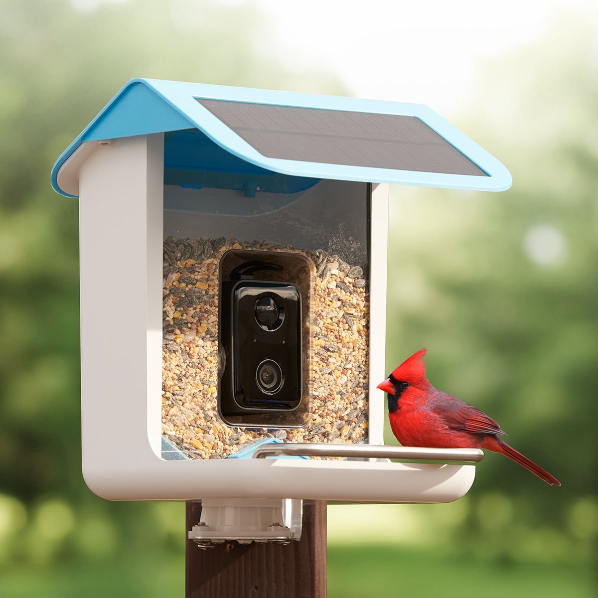Bird Feeder Camera Smart Feeder App Birdwatching - Image 3
