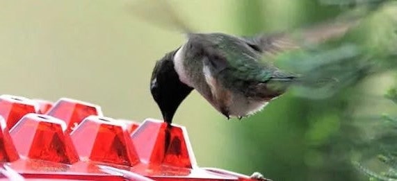Hummingbird Feeder Ant Moat Outdoor Hanging Use - Image 2