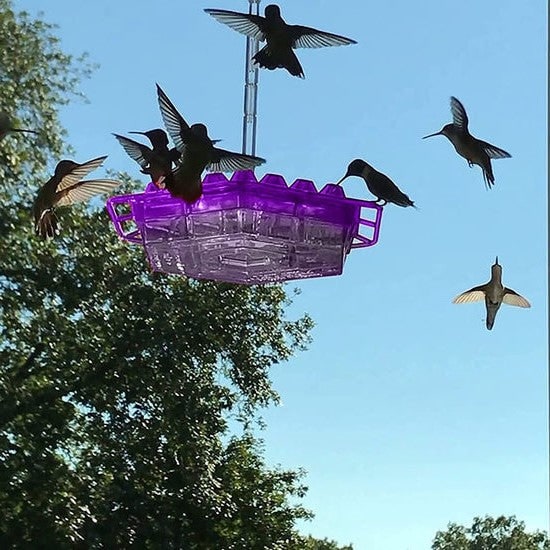 Hummingbird Feeder Ant Moat Outdoor Hanging Use - Image 3