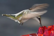 Hummingbird Feeder Ant Moat Outdoor Hanging Use - Image 4