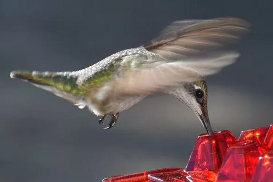 Hummingbird Feeder Ant Moat Outdoor Hanging Use - Image 4