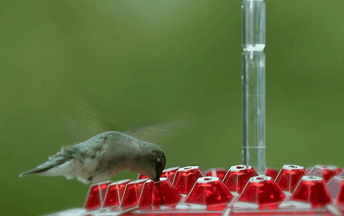 Hummingbird Feeder Ant Moat Outdoor Hanging Use - Image 7