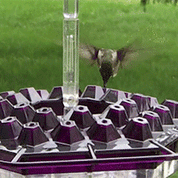 Hummingbird Feeder Easy Clean Design and Colorful Base - Image 2