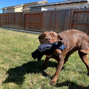 Interactive Dog Toy Heavy Chewers Design - Image 6
