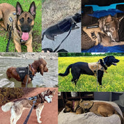 Military Dog Tactical Training Vest Quick-Release System - Image 6