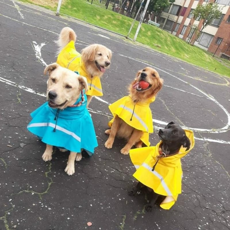 Reflective Dog Raincoat Hood Pet Poncho - Image 6