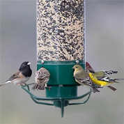 Squirrel Proof Bird Feeder Multi Port Design Easy Fill - Image 7